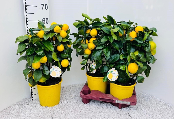 <h4>CITR MEYERI MEYER</h4>