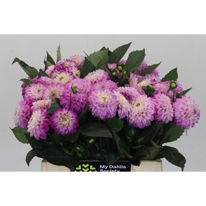 Dahlia Genova