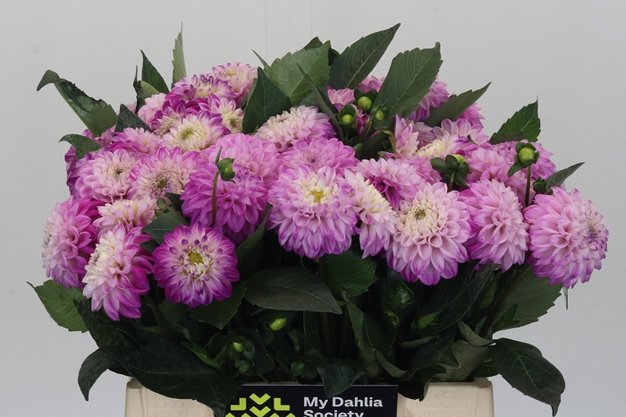 Dahlia Genova