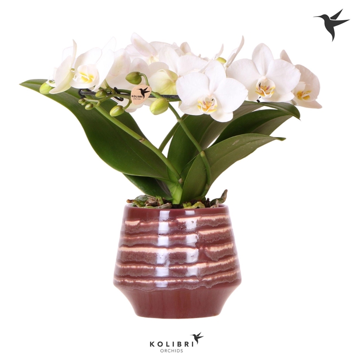 <h4>Kolibri Orchids Phalaenopsis Halo white in Moonstone pot red</h4>