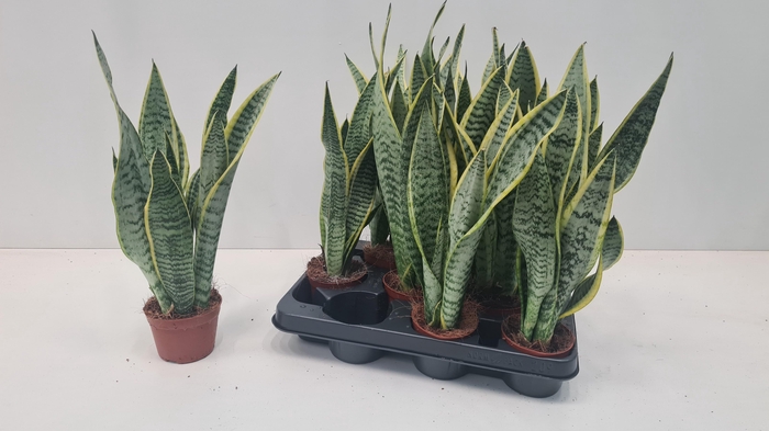 <h4>SANSEV LAURENTII</h4>