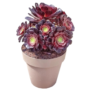 Aeonium Arboreum Atropurpureum