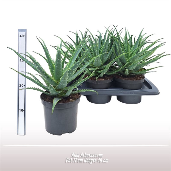 <h4>Aloe arborescens</h4>