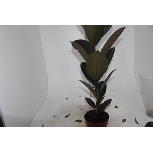 FICUS ELASTICA BURGUNDY P17