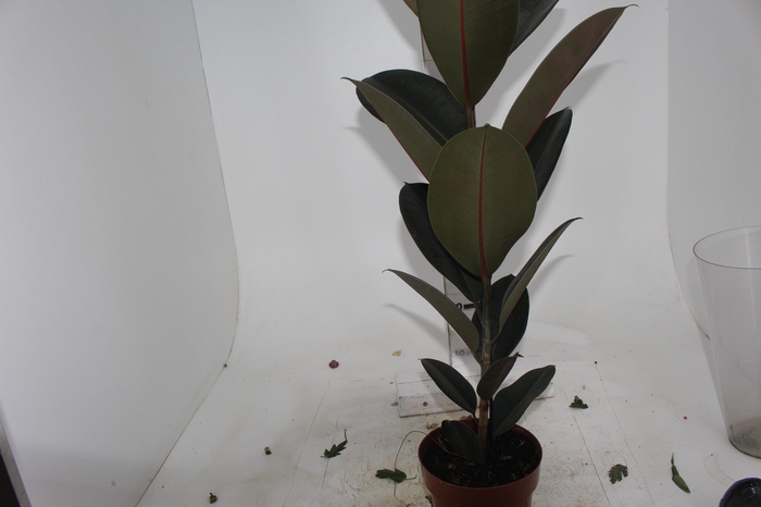 <h4>FICUS ELASTICA BURGUNDY P17</h4>