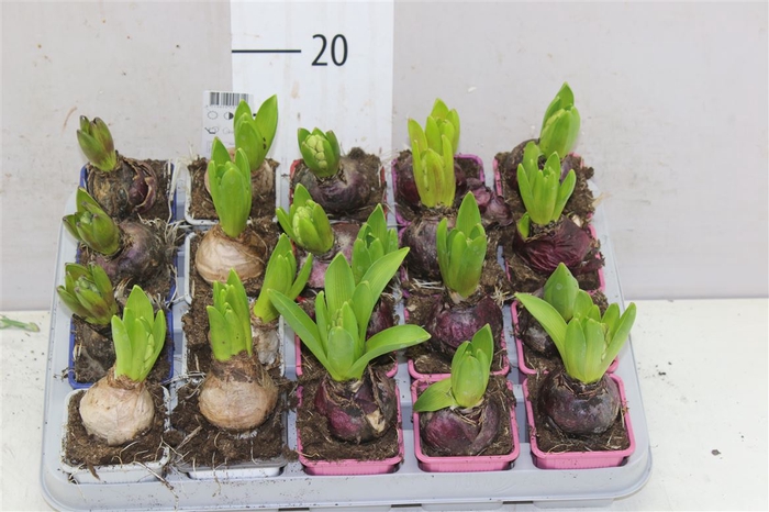 <h4>Hyacinthus Gemengd 1pp</h4>