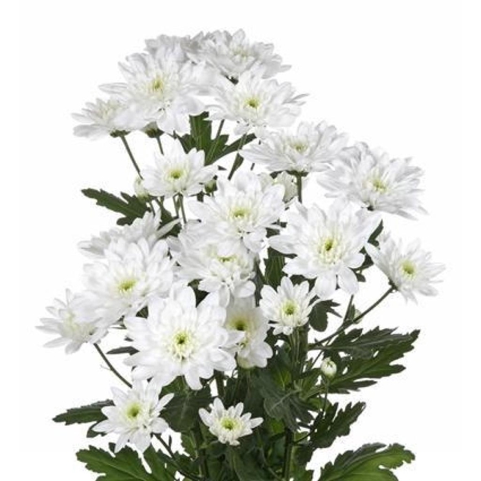 <h4>CHR T BALTICA</h4>