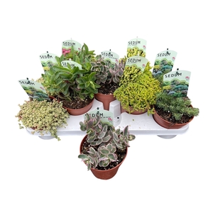 SEDUM OV