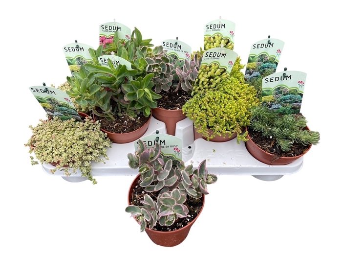 <h4>SEDUM OV</h4>