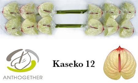 <h4>Anth A Kaseko</h4>