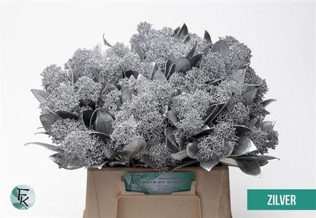 <h4>Skimmia Paint Silver Bunch</h4>