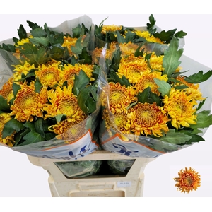 Chrys bl bislet bronze