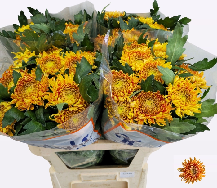 <h4>Chrys bl bislet bronze</h4>