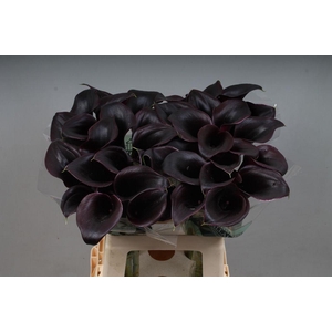 Zantedeschia call ceara