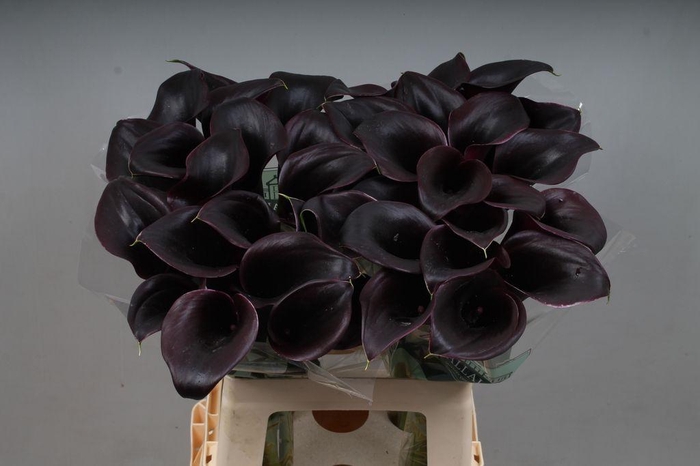 <h4>Zantedeschia call ceara</h4>