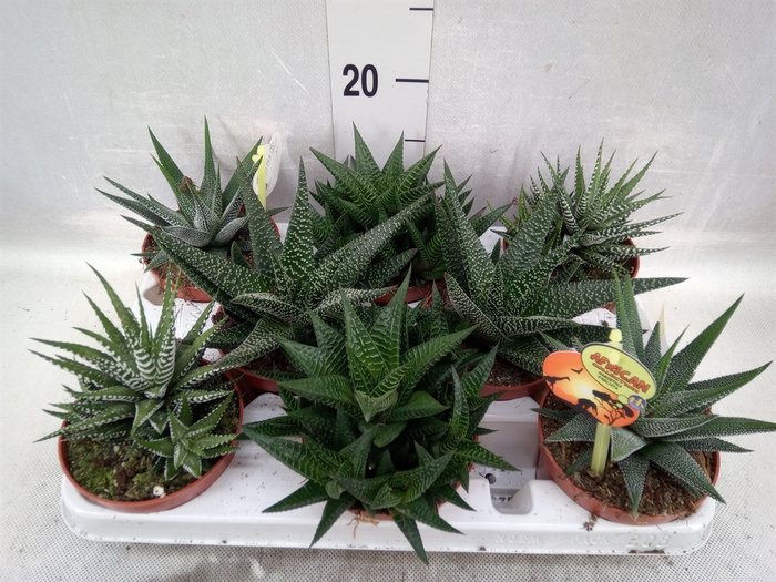 <h4>Haworthia   ...mix</h4>