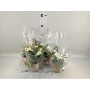 Phalaenopsis multi. 'Ant Nazare'