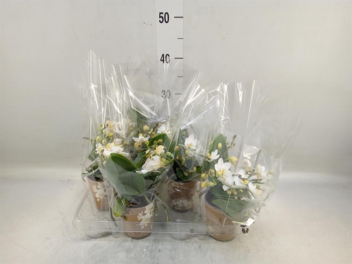 <h4>Phalaenopsis multi. 'Ant Nazare'</h4>