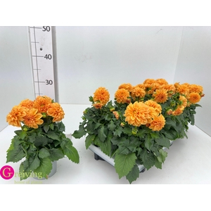 DAHLIA ROYAL D LINDA