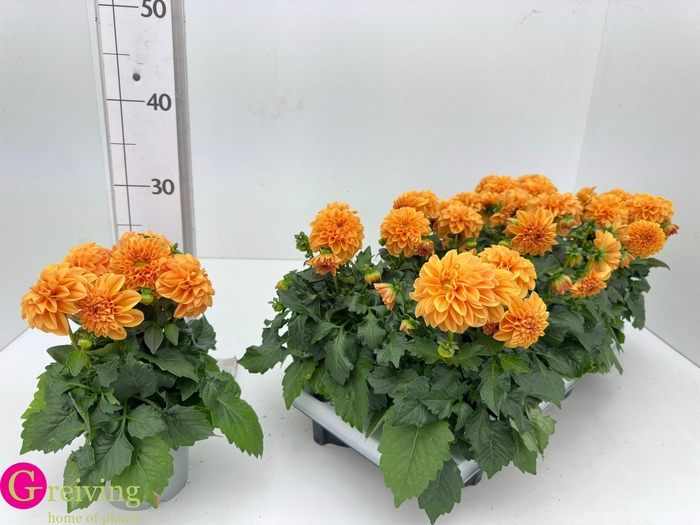 <h4>DAHLIA ROYAL D LINDA</h4>
