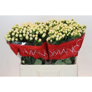 Hypericum Cool Romance