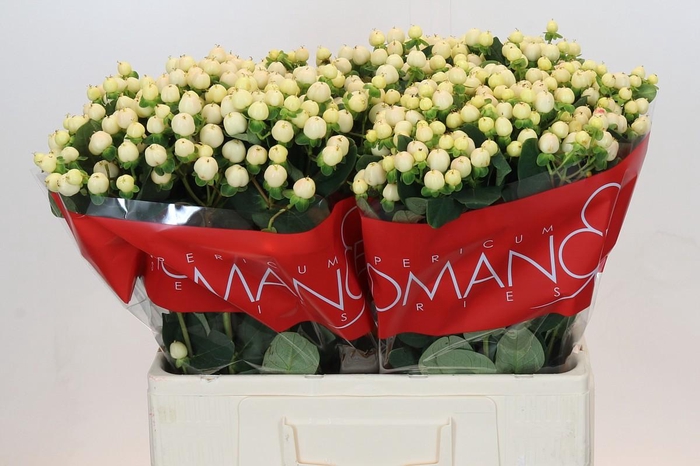 <h4>Hypericum Cool Romance</h4>