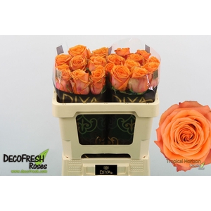 R Gr Tropical Horizon