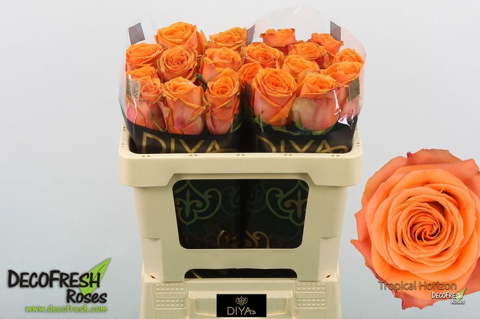 <h4>R Gr Tropical Horizon</h4>