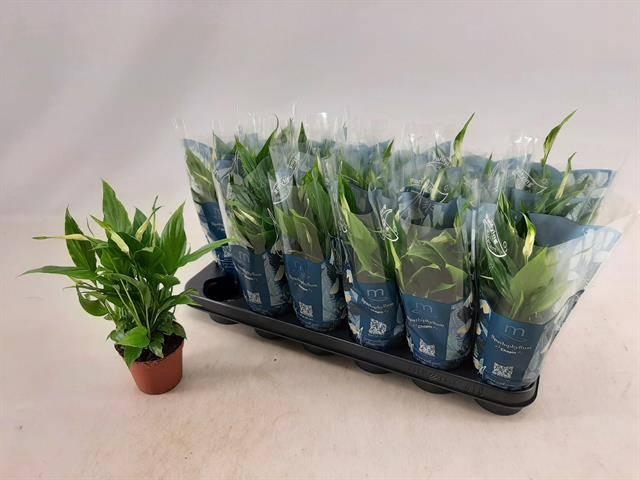 <h4>SPATH CHOPIN</h4>