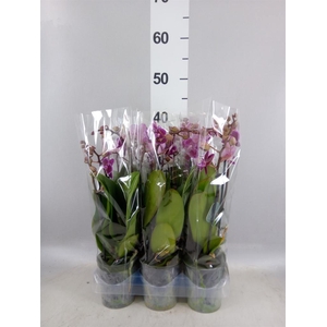 Phalaenopsis multi. 'Hornglin Vick'