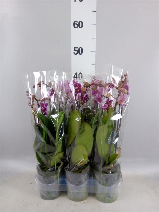 <h4>Phalaenopsis multi. 'Hornglin Vick'</h4>