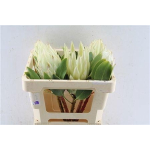 PROTEA CYNAROIDES