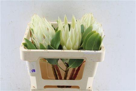 <h4>PROTEA CYNAROIDES</h4>