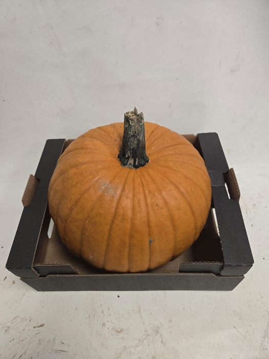 <h4>CUCURBITA</h4>