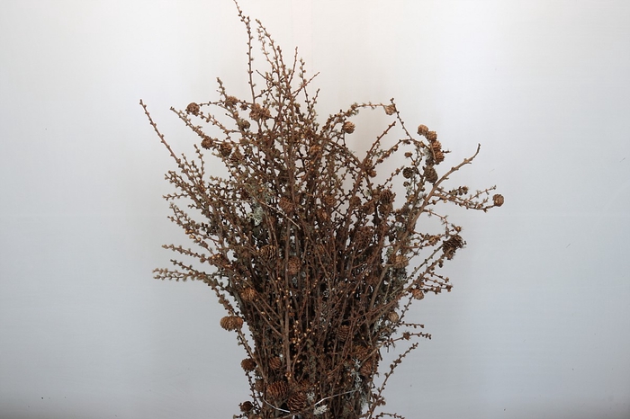 <h4>Larix Cones Per Bunch</h4>