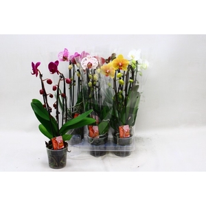 PHAL EL CASCADE