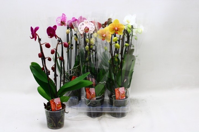 <h4>PHAL EL CASCADE</h4>