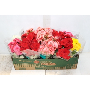 BEGONIA P11