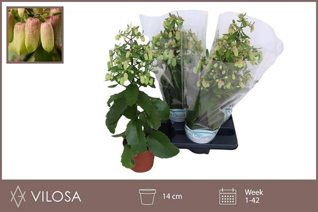 <h4>KALANCHOE MAGIC BELLS P14</h4>