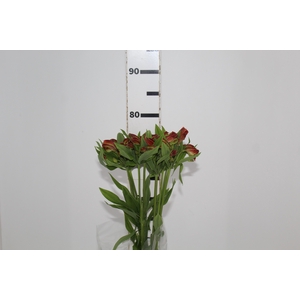 ALSTROEMERIA CINNAMON 080 CM