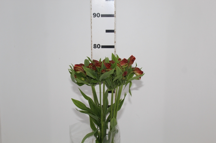 <h4>ALSTROEMERIA CINNAMON 080 CM</h4>