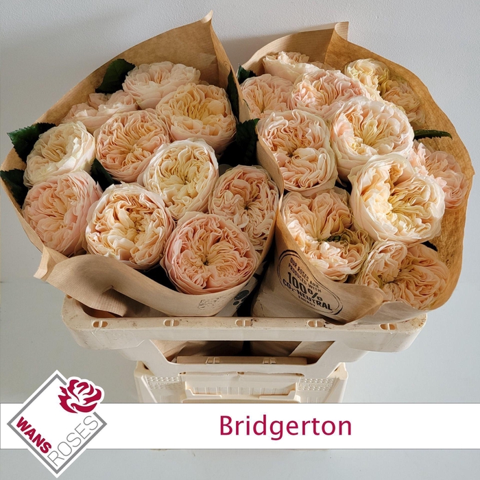 <h4>ROSA GR 'BRIDGERTON'</h4>