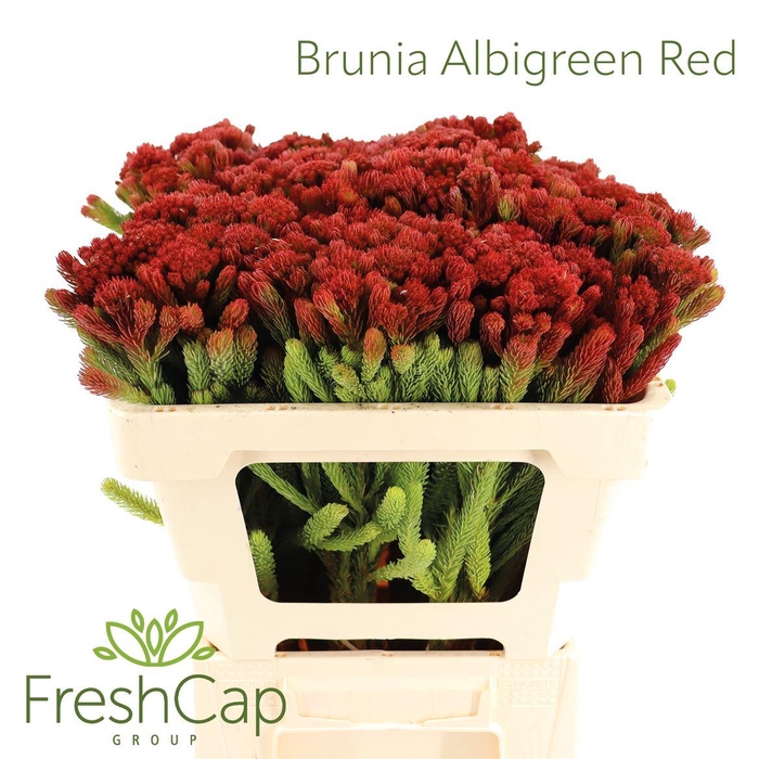 <h4>Brunia Albigreen Red</h4>