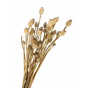 Dried Papaver Natural