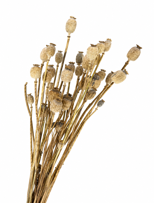 <h4>Dried Papaver Natural</h4>