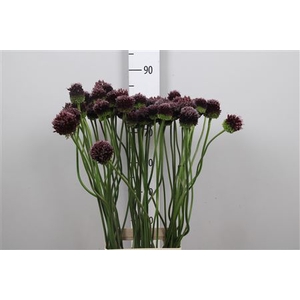 Allium Ov Paars