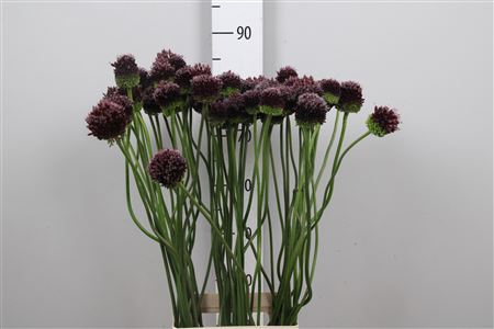 <h4>Allium Ov Paars</h4>