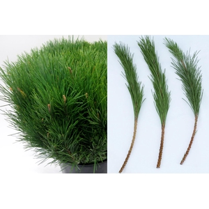 Pinus Mugo Single