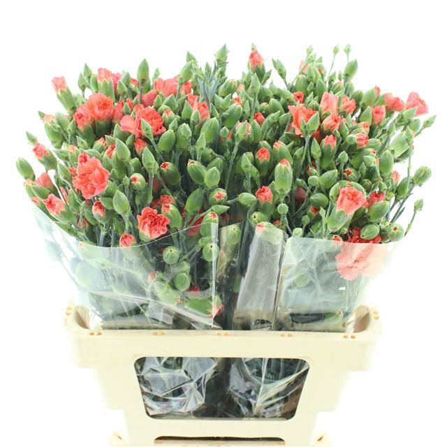 DI TR ORANGE AMELIE