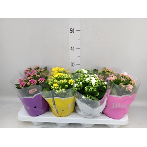 Kalanchoe blos.   ..rosebud mix  4